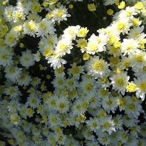 Meet your Posher, Yvonne